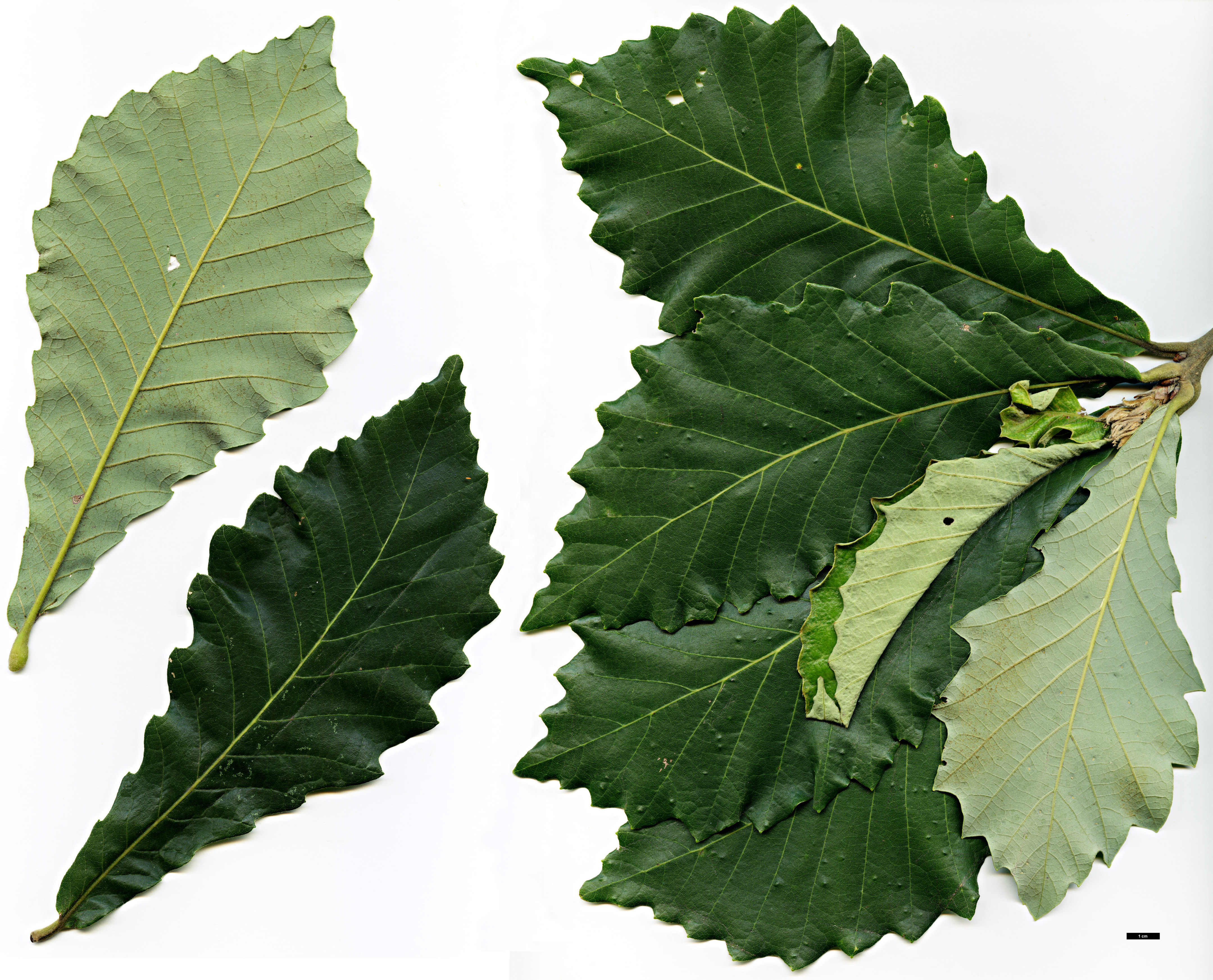 High resolution image: Family: Fagaceae - Genus: Quercus - Taxon: dentataSpeciesSubType: Intraspecific - SpeciesSub: subsp. yunnanensis